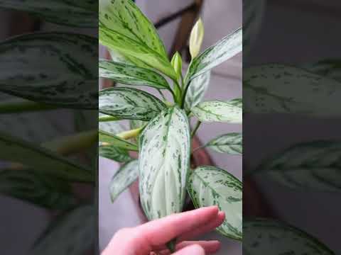 園芸 ブラウンのコックピット、シルバーのクッション