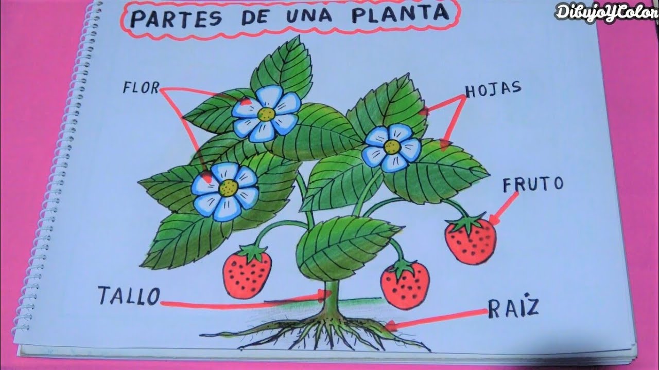 Partes de la Planta / Dibujo Primaria - DibujoYColor