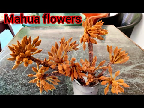 Mahua flowers