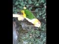 Caique regurgitating