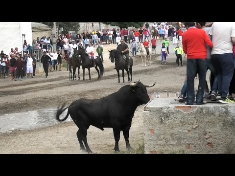 Tordesillas 2023 Segundo Encierro con Toros Bravos