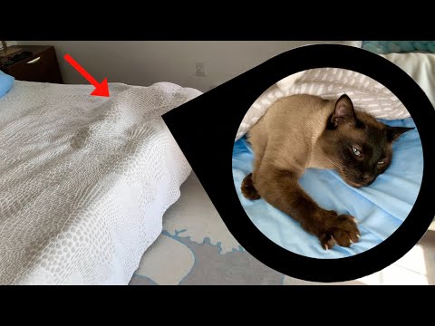 Cat Recharges Himself Under Blanket
