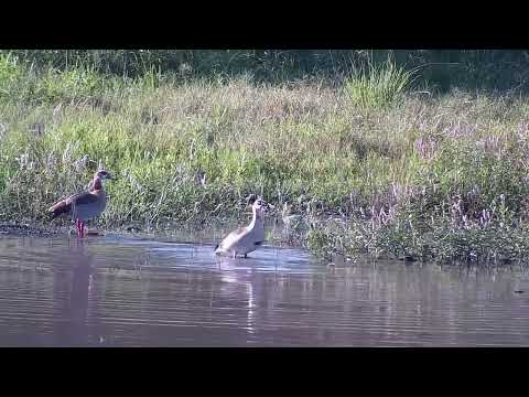 Djuma: Egyptian Goose pair - 15:54 - 04/20/2023