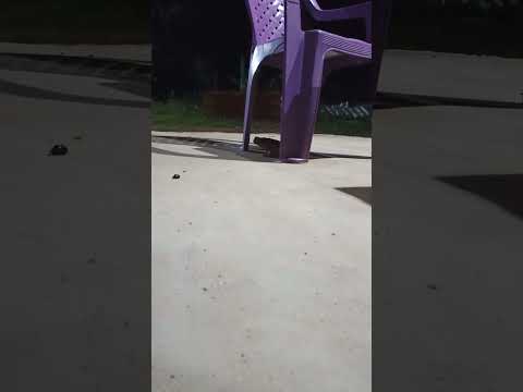 chácara Reino Encantado Cerejeiras Rondonia #automobile tratando do meu amigo sapo  natureza linda