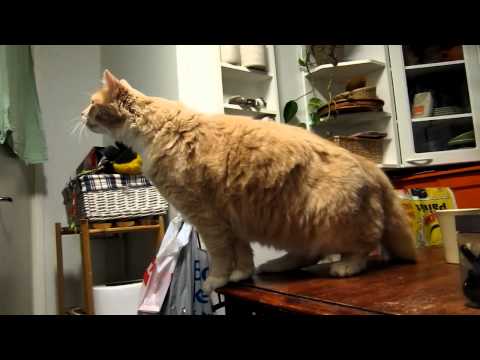 Kalaa ääntä kohti - Gimme fish now!