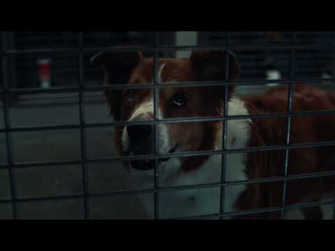 Pedigree's "Pick Me" Video Shows That Humans and Dogs Need Each Other