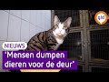 DIERENASIELS slaan ALARM: "Mensen KOPEN in een IMPULS een DIER"