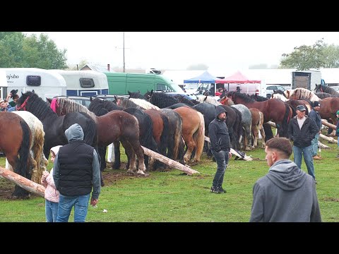 Horse Exhibition Fair - Volovăț - Bucovina October 12, 2025 ep.2