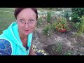 Видео привет с 6 соток 2 августа 2022 год. greetings from the garden