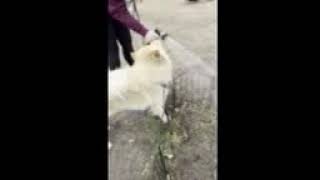 Video preview image #1 Chow Chow Puppy For Sale in San Antonio, TX, USA