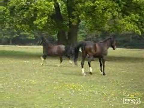 Al Jood 2 [[shorter version]] {{dont comment}]