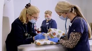 Clarksville, TN, Animal Emergency and Specialty Veterinary Hospital