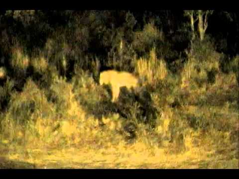 Lions attack buffalo at Djuma Waterhole