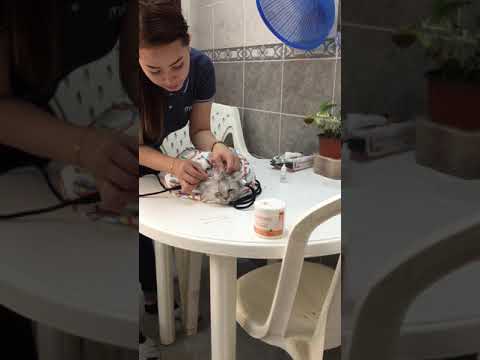 3rd Days of cleaning for earmites treatment