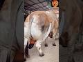 Big Bahama Cow Cow Animals Shorts Viralvideo Foryou 2024