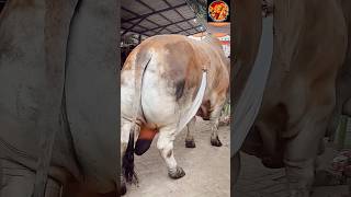 Download lagu big bahama cow 🔥🐂#cow #animals #shorts #viralvideo #foryou #2024 mp3