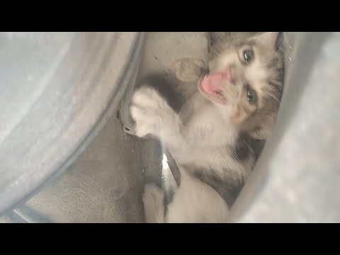 Rescue kitten from the car wheel that almost got run over if car moved