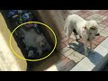 A Man Feeds A Stray Dog But It Refuses The Food Then He Realizes It Is Actually Seeking Help