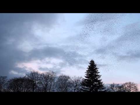 Stare über Bad Bramstedt