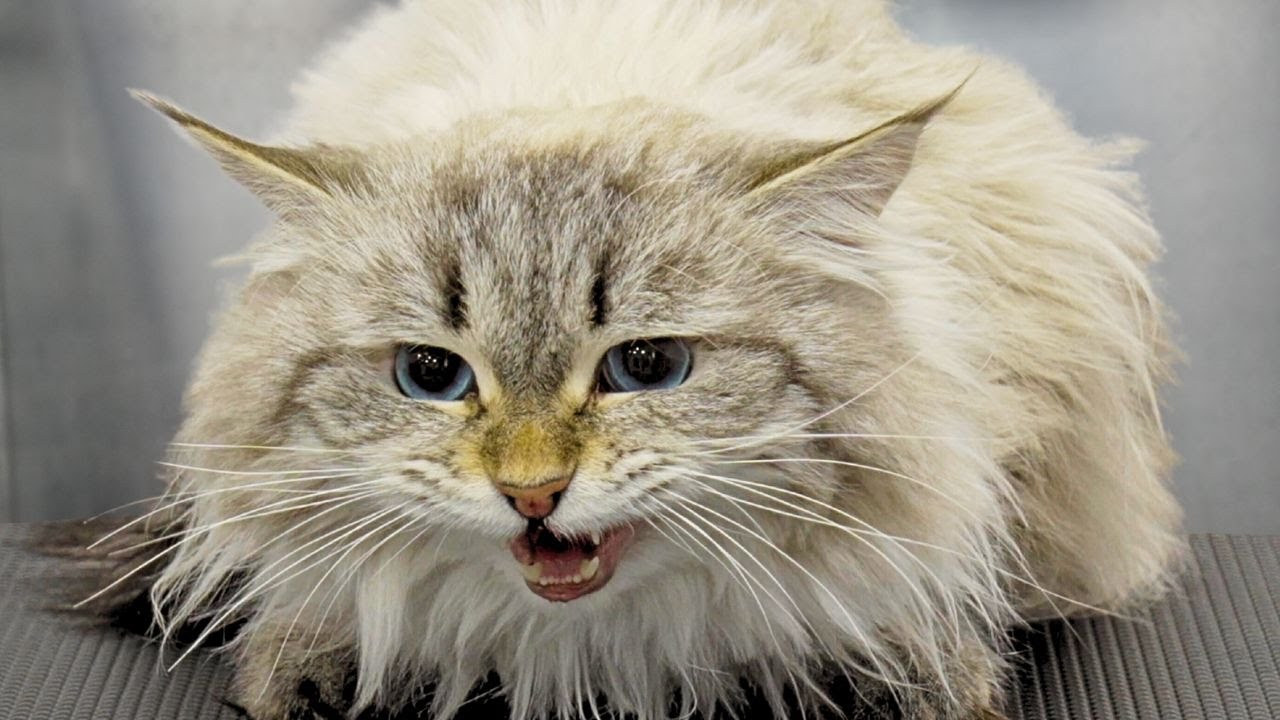 A high risk situation