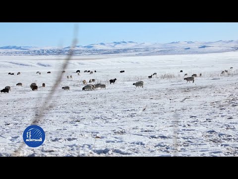 11 дүгээр сарын зудын урьдчилсан мэдээллээр Баян-Өлгий, Увс, Ховдын ихэнх нутгаар эрсдэл өндөр гарчээ