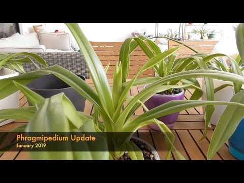 Orchie Update: The Phragmipediums January 2019