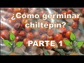 ¿Cómo germinar chiltepín? PARTE 1