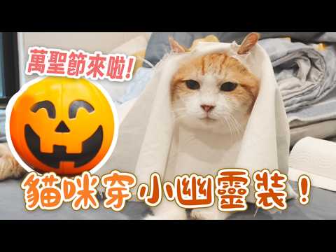 【黃阿瑪的後宮生活】貓咪穿小幽靈裝！萬聖節來啦！