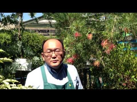 オーストラリアン シルバー オーク、グレビレア 植物