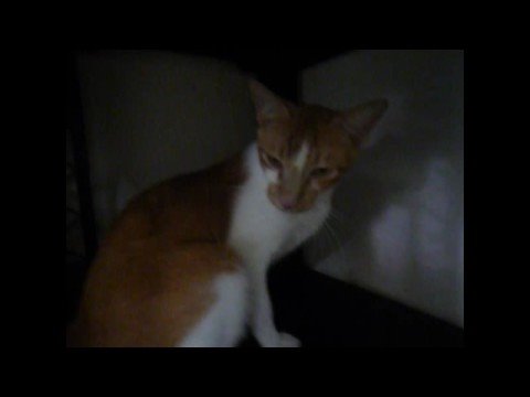 Sadhu wishes for a good home