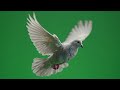Beautiful Pigeon Flying Slow Motion Pigeon Fly Green Screen Video 4K Chroma Key