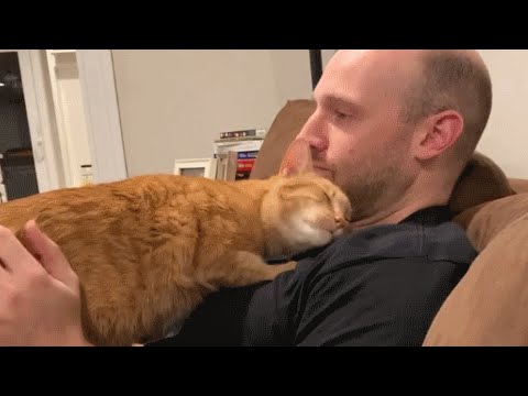 Guy brings home a cat for wife. Guess who's the third wheel now.