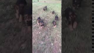 Video preview image #1 German Shepherd Dog Puppy For Sale in HEDGESVILLE, WV, USA