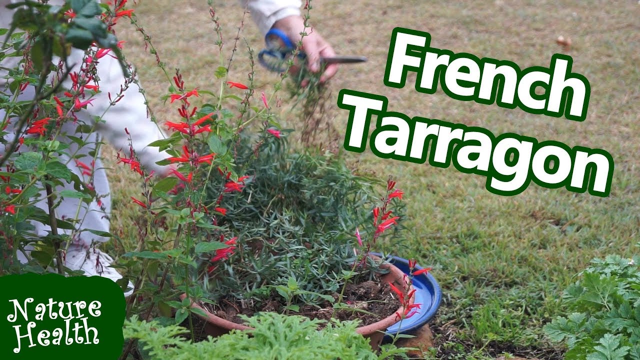 How to grow French tarragon abundantly and successfully
