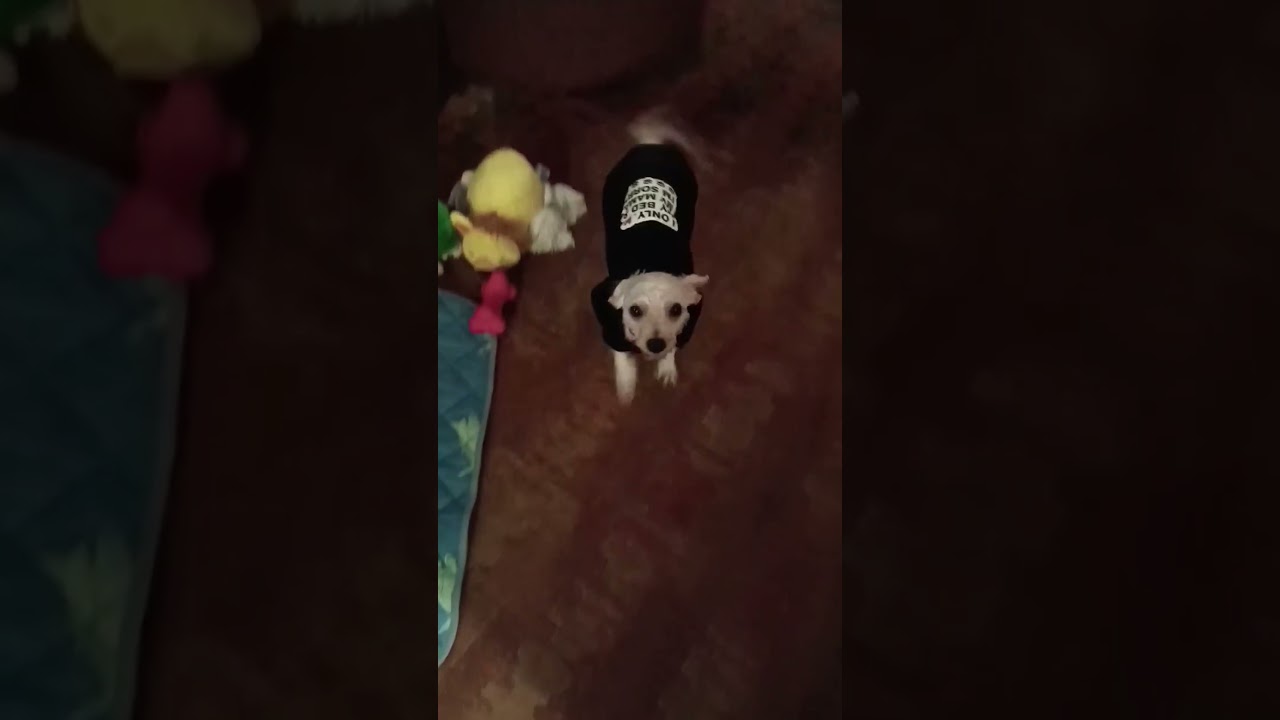 Gabby, a ADOPTABLE Maltipoo in Maybrook, NY video 4/4