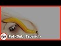 A Perfect Circle - Pet (Sub. Español)
