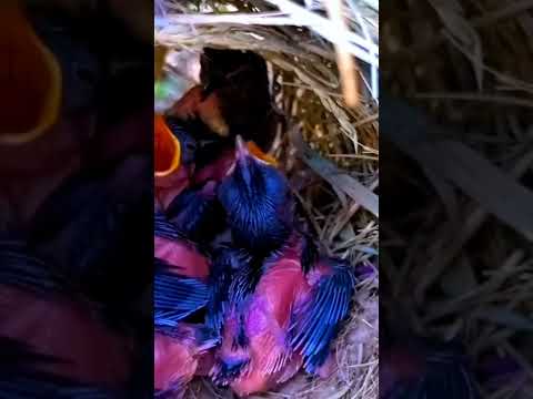 Tailor bird beautiful babies #shorts