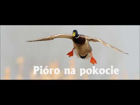 Pioro na pokocie - nauka gry na rogu