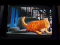 Garfield The Movie VHS Trailer 2004 1