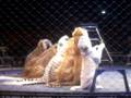 Ringling Bros Circus 2008