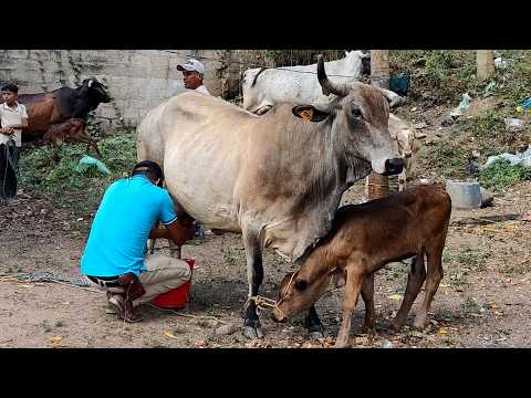 Premian a la vaca más lechera en Wiwilí, Nueva Segovia