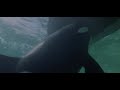 Orca The Killer Whale 1977 Orca Sinks The Boats