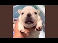 The Pibble Theme