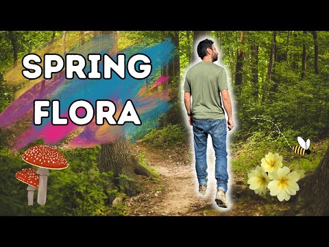 The Magic of Spring: A Nature Walk in the Forest