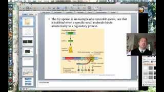 The Tryptophan Operon