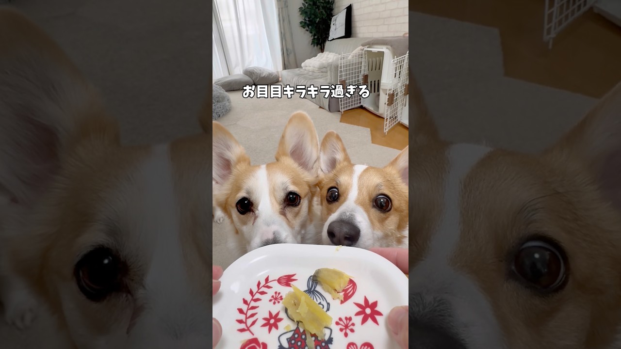 大好きなお芋🍠順番子に食べられました🙌#コーギー #corgi #dog #コーギー多頭飼い #犬のいる暮らし