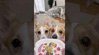 大好きなお芋🍠順番子に食べられました🙌#コーギー #corgi #dog #コーギー多頭飼い #犬のいる暮らし