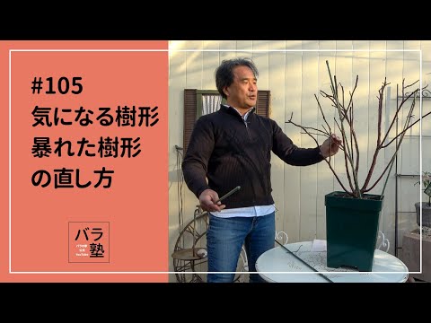 バラの茂みを水中で切る：1か月で結果を保証するステップバイステップガイド！  庭園