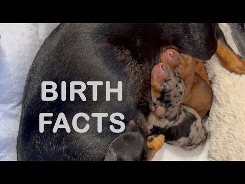 🐶 A guide to Dogs giving BIRTH: 10 facts