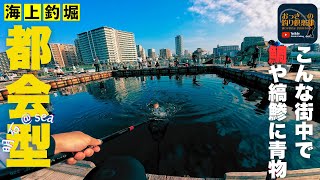 明石の釣り動画　明石海上釣り堀＠Sea